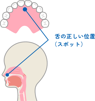舌の正しい位置（スポット）